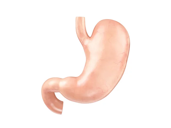 Anatomically accurate realistic 3d illustration of human internal organ - stomach — Stock Photo, Image