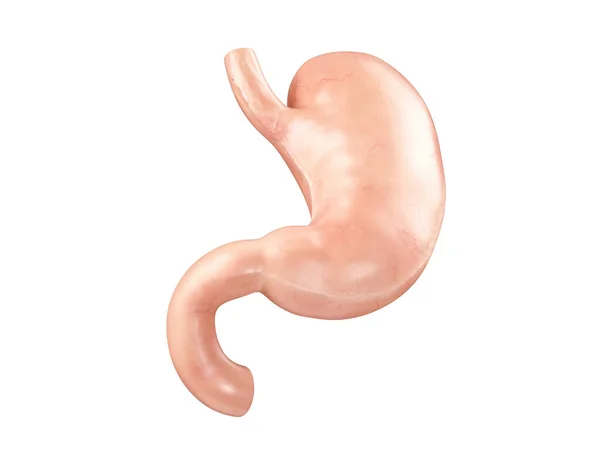 Anatomically accurate realistic 3d illustration of human internal organ - stomach — Stock Photo, Image