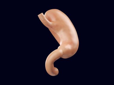 İnsan mide organının gerçekçi 3 boyutlu çizimi