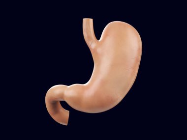 İnsan mide organının gerçekçi 3 boyutlu çizimi