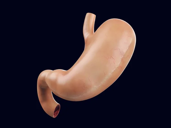 Ilustración realista 3d del órgano del estómago humano —  Fotos de Stock