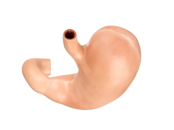 Anatomically accurate realistic 3d illustration of human internal organ - stomach — Stock Photo, Image