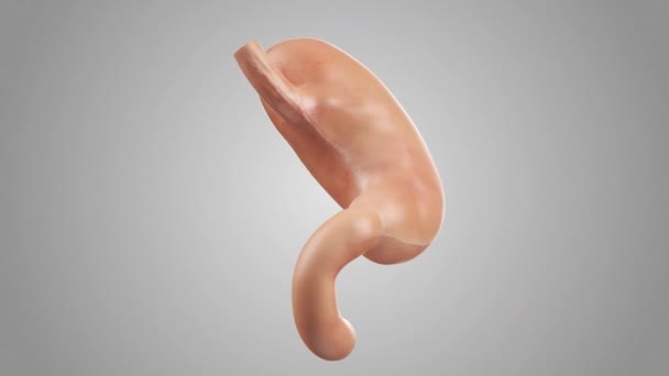 해부학적으로 정확 한 인체 내부 기관 - 위 - 의 실제적 인 3d 애니메이션 — 비디오