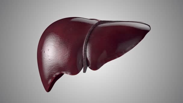 Realistic 3d animation of human liver sick stages from healthy to liver cirrhosis — Stock Video