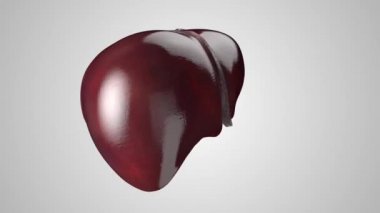 İnsan iç organının anatomik olarak doğru üç boyutlu animasyonu - karaciğer