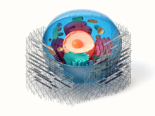 3d rendering of animal cell with scaffoldings — Stock Photo, Image