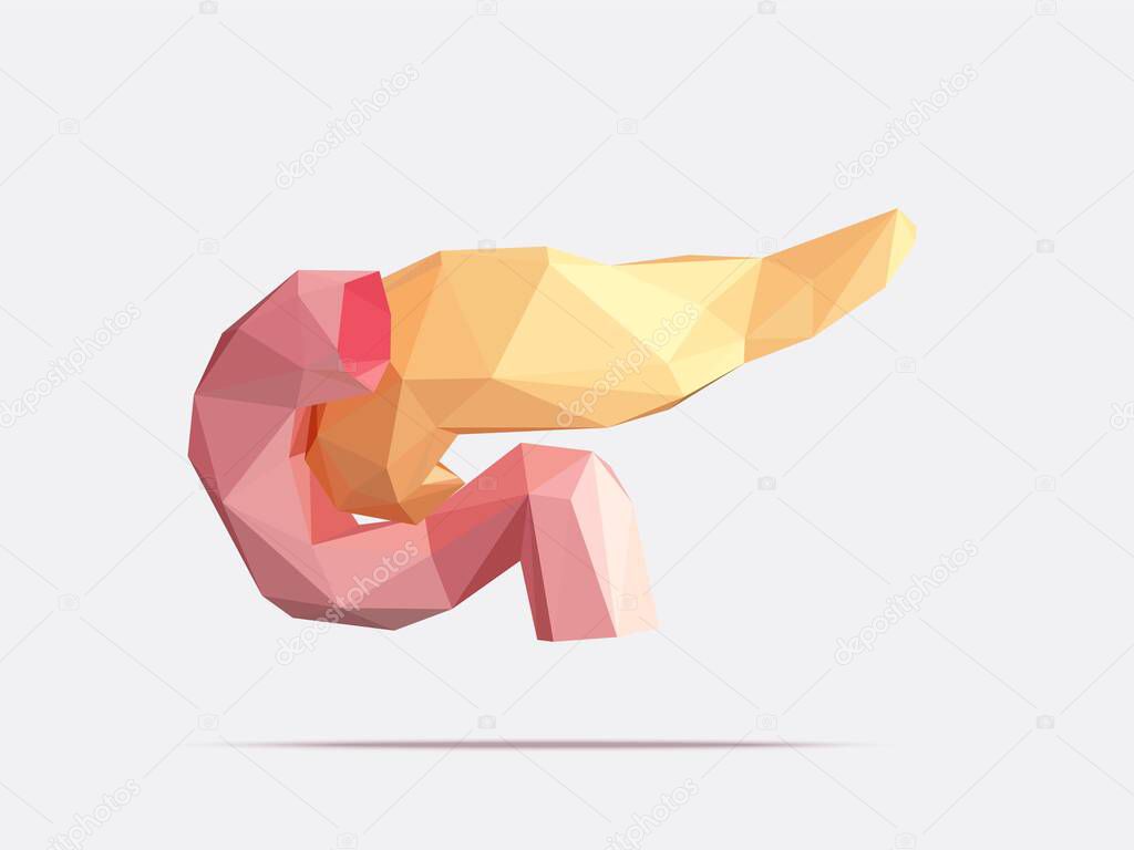 Vector illustration of low-poly human pancreas and duodenum