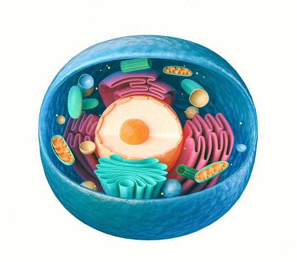 3d rendering of animal cell with organelles — Stock Photo, Image