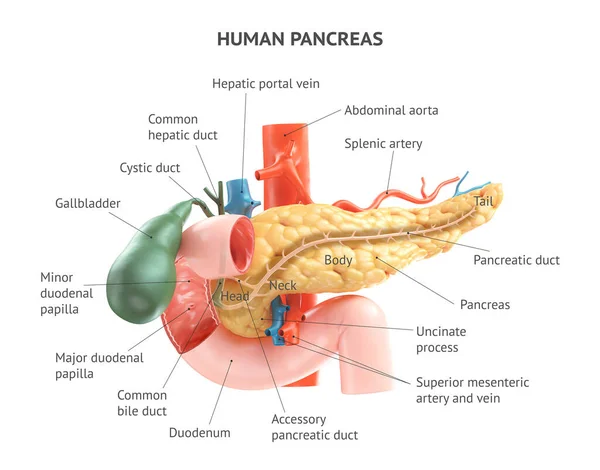 Realistic 3d illustration of human pancreas with gallbladder, duodenum and blood vessels — Stock Photo, Image