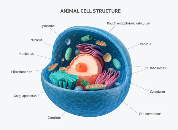 3d rendu de cellule animale avec organites — Photo