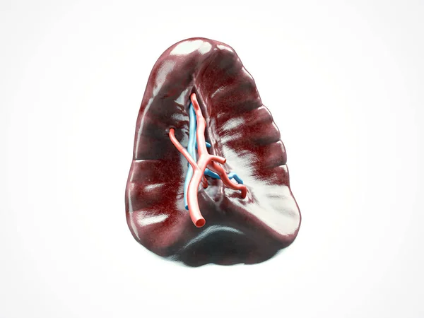 Anatomiskt korrekt 3D-illustration av människans inre organ mjälte — Stockfoto