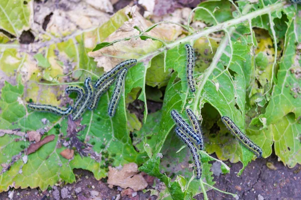 Feuille avec chenilles — Photo