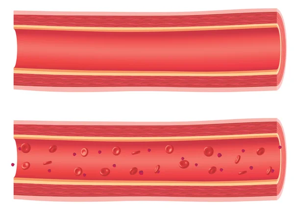 解剖学的血管 — ストックベクタ