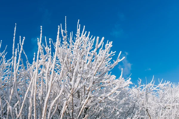 青い空に雪に覆われた木 — ストック写真