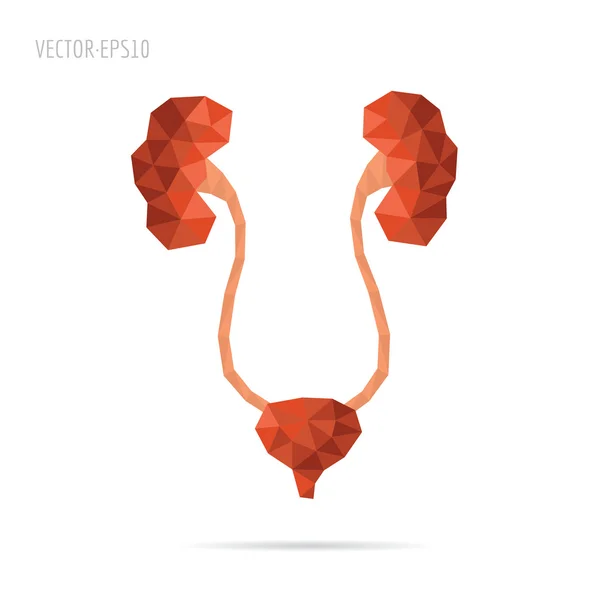 Sistema urinario facetado — Archivo Imágenes Vectoriales