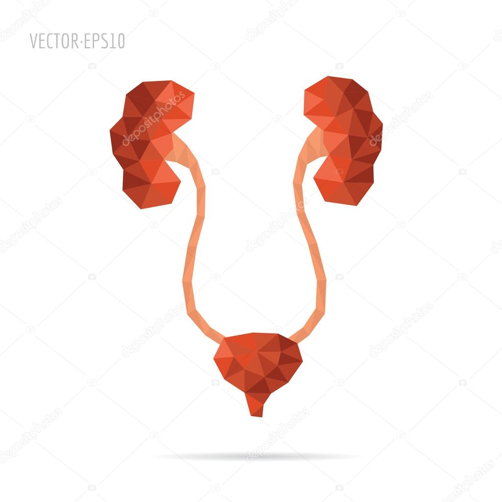 Urinary system faceted