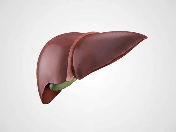 Ilustración realista del hígado humano — Foto de Stock