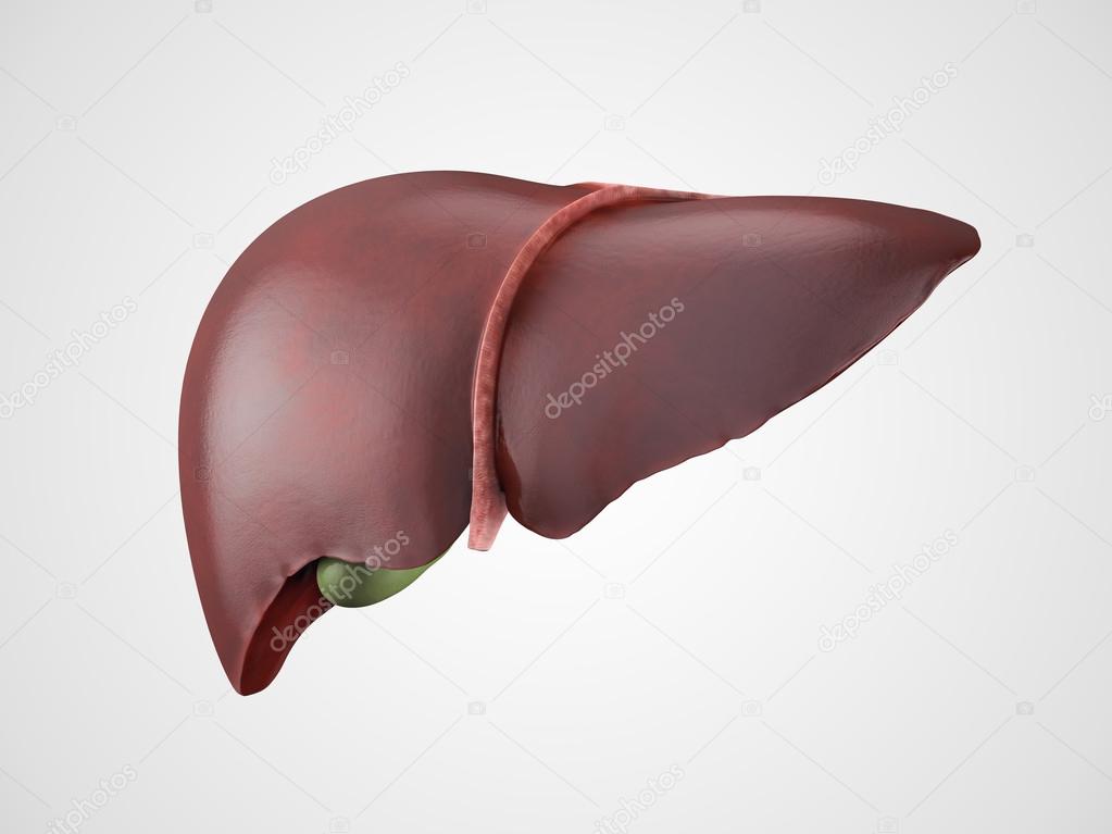 Realistic human liver illustration Stock Photo by ©eranicle 73597067