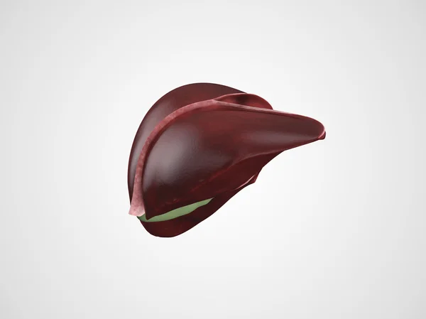 Illustrazione realistica del fegato umano — Foto Stock