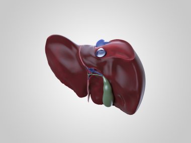Realistic human liver illustration clipart
