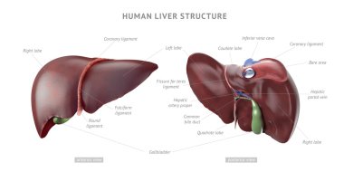 insan karaciğer anatomisi
