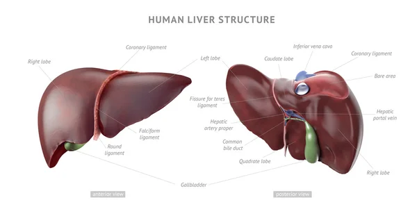 Anatomia człowieka wątroby — Zdjęcie stockowe