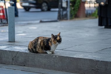 A calico cat rests on a concrete ledge beside a sidewalk in an urban environment. The scene captures the calmness of the cat amidst city life.