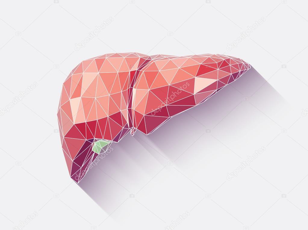 Liver poly faceted