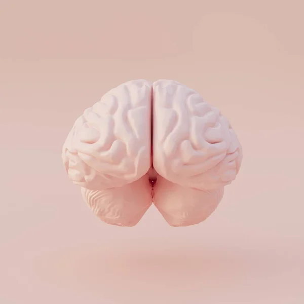 Dイラスト 解剖学だ 光の背景に隔離された人間の脳モデルの現実的な三次元モデル 脳の左右の半球 上記からのRender View Top View — ストック写真