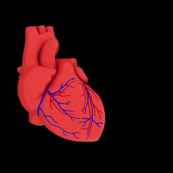 Realistyczny Model Ludzkiego Serca Odizolowanym Cieniem Czarnym Tle — Zdjęcie stockowe