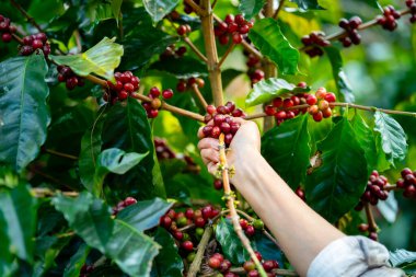 Kahve çiftçisi elleri kahve tarlasında organik kahve böğürtlenlerini, sürdürülebilir tarım yaşam tarzını ve tropikal kırsal çevre kavramında geleneksel tarımı toplayıp biçiyor..