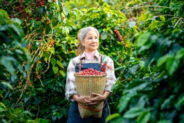 Mutlu Asyalı kadın kahve çiftçisi kahve tarlasında organik kahve çekirdeklerini hasat edip tutuyor, sürdürülebilir tarım yaşam tarzı, tropikal kırsal alanda geleneksel tarım.