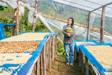 Asyalı kadın kahve çiftçisi serada organik kahve çekirdeklerini kurutuyor, kahve işleme tarımı işi, sürdürülebilir kırsal tarım yaşam tarzı, elle hasat, çiftlik üretim endüstrisi.