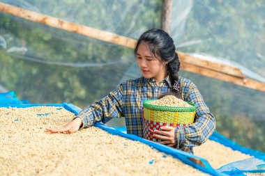 Asyalı kadın kahve çiftçisi serada organik kahve çekirdeklerini kurutuyor, kahve işleme tarımı işi, sürdürülebilir kırsal tarım yaşam tarzı, elle hasat, çiftlik üretim endüstrisi.