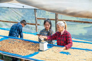 Asyalı kadın kahve çiftçileri serada kurutma işlemi sırasında nemli fasulye ölçümleri, tarım kalite kontrolü ve içecek üretimi endüstrisi için hasat işlemleri sırasında nem ölçümleri yapıyorlar.