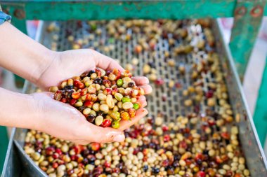 Kahve çekirdeği kabuğu çıkarma işlemi ıslak kahve işleme fabrikasında, çiftçi elleri çürümüş kahve çekirdeklerini bombardıman makinesinden ayırıyor, tarım endüstrisinin en yüksek kalite kontrolü sonrası