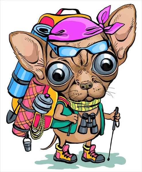 矢量图解 一只穿着衣服的奇瓦瓦犬站在那里 背着旅游背包和远足装备 印刷图纸 — 图库矢量图片