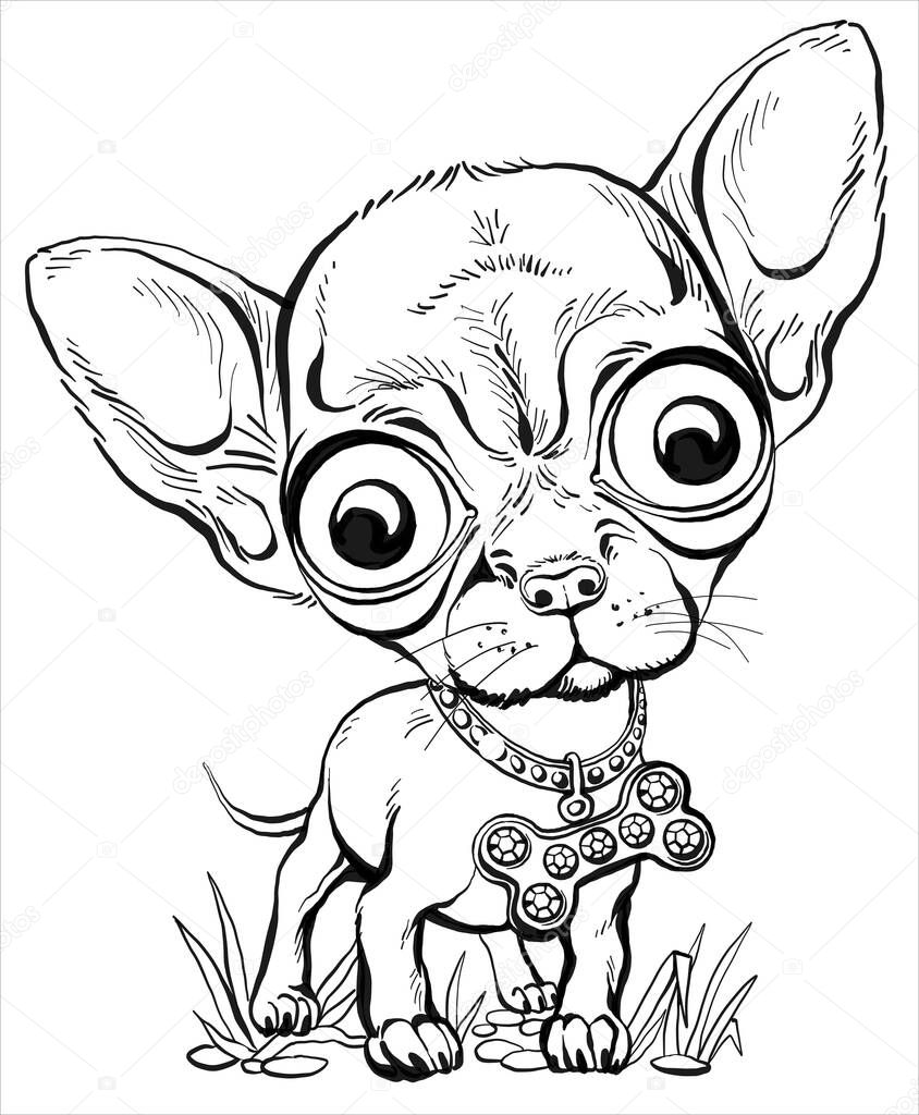 Vector illustration. Funny Chihuahua puppy stands on the grass. drawing for coloring or print
