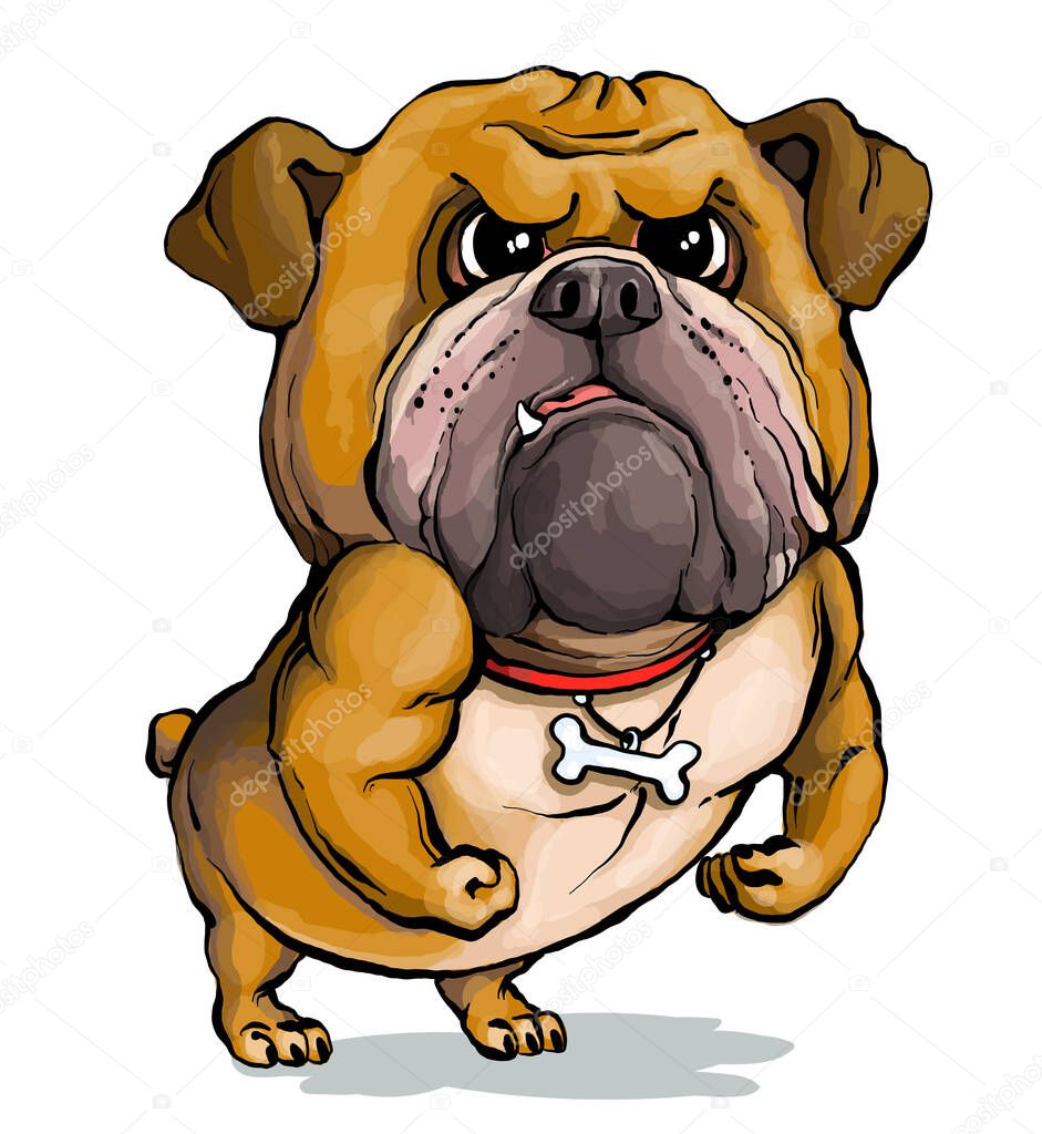 Vector illustration. Funny cartoon. A parody portrait of a stern English Bulldog showing off his muscles.