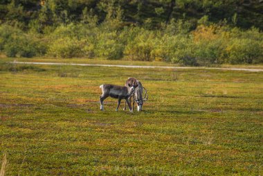 Kuzey Norveç 'in vahşi doğasında otlayan bir ren geyiği ailesi.