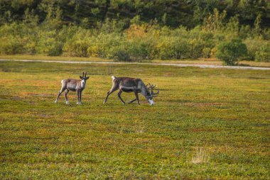 Kuzey Norveç 'in vahşi doğasında otlayan bir ren geyiği ailesi.