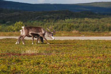 Kuzey Norveç 'in vahşi doğasında otlayan bir ren geyiği ailesi.
