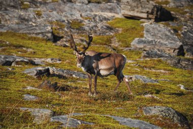 Kuzey Norveç 'te bir çayırda otlayan vahşi bir ren geyiği.