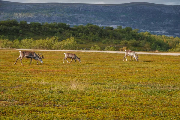 Una Familia Renos Pastando Desierto Del Norte Noruega — Foto de Stock