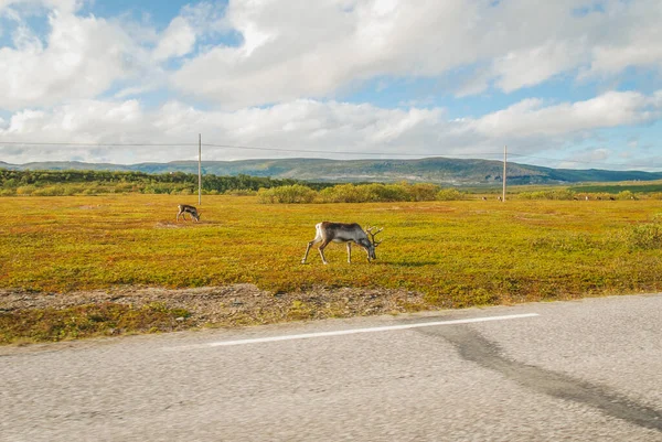 Renos Salvajes Pastando Por Una Carretera Noruega — Foto de Stock