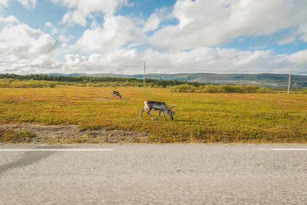 Renos Salvajes Pastando Por Una Carretera Noruega — Foto de Stock