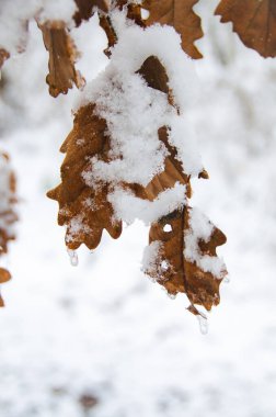 Kışın donmuş kahverengi yaprakların yakın görüntüsü.