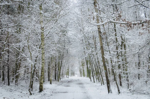 Sihirli bir kış ormanı yolu, Klanovice, Prag
