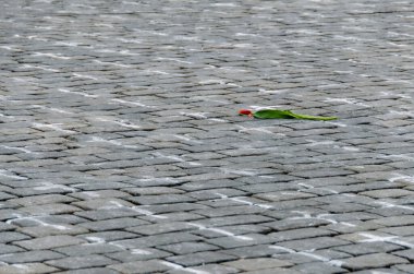 Çek Cumhuriyeti 'ndeki Covid-19 kurbanları için Prag' daki Eski Şehir Meydanı 'nda 25.000 haçın ayrıntıları