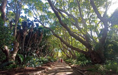 Kirstenbosch Ulusal Botanik Bahçesi Cape Town, Güney Afrika